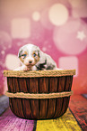 Australian Shepherd Welpe