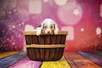 Australian Shepherd Welpe