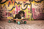 Australian Shepherd Welpe