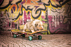 Australian Shepherd Welpe