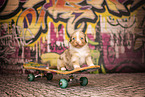 Australian Shepherd Welpe