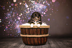 Australian Shepherd Welpe