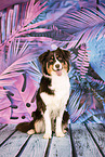 Australian Shepherd