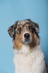 Australian Shepherd