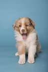 Australian Shepherd Welpe