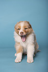 Australian Shepherd Welpe