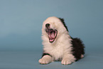 Australian Shepherd Welpe
