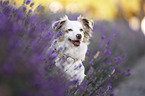 Australian Shepherd