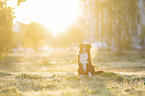 Australian Shepherd Rde