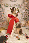 Australian Shepherd in Weihnachtsdeko