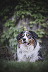 Australian Shepherd