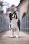 Australian Shepherd