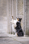 Australian Shepherd