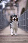 Australian Shepherd