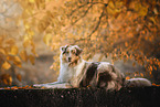 Australian Shepherd