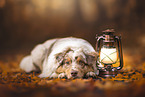 Australian Shepherd