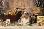 Australian Shepherd