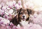 Australian Shepherd