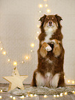 Australian Shepherd in Weihnachstsdeko