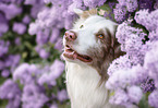 Australian Shepherd