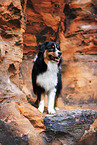 Australian Shepherd