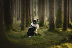 Australian Shepherd