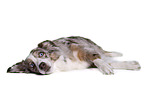 Australian Shepherd