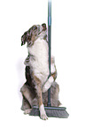 Australian Shepherd