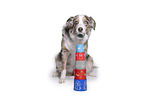 Australian Shepherd