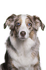 Australian Shepherd