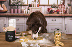 Australian Shepherd