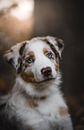 Australian Shepherd
