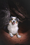 Australian Shepherd