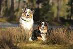 Australian Shepherd