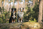 Australian Shepherd