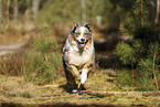 Australian Shepherd