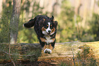 Australian Shepherd