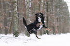Australian Shepherd
