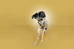 Australian Shepherd