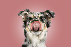 Australian Shepherd