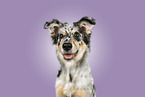 Australian Shepherd