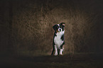 Australian Shepherd