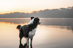 Australian Shepherd