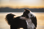 Australian Shepherd