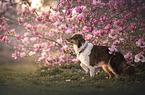 Australian Shepherd
