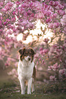 Australian Shepherd