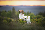Australian Shepherd