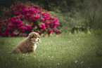 Australian Shepherd