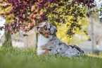Australian Shepherd