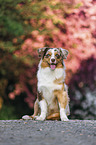 Australian Shepherd
